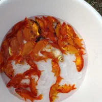 ماهی قرمز ۴ تا۵ بند|ماهی|سنگر, |دیوار