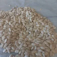 خرید وفروش تخم کدو گوشتی|خوردنی و آشامیدنی|تهران, جلیلی|دیوار