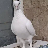 کبوتر سفید حندقی ماده|پرنده|قم, انسجام|دیوار