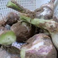 سیر تازه