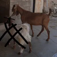 بز نجدی|حیوانات مزرعه|مسجد سلیمان, |دیوار