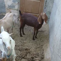 بزدورگ پاکستانی دوقلو زا بامورسیاه دوقلو زا وشیرا0|حیوانات مزرعه|یزد, |دیوار