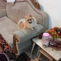 سگ پامر ماده. سالم شناس نامه داره|سگ|سبزوار, توحیدشهر|دیوار
