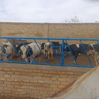 گوساله سالم 7راس