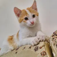 واگذاری بچه گربه بسیار بانمک و بازیگوش