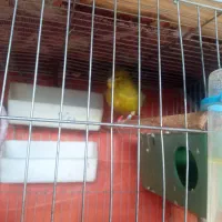 قناری نر|پرنده|بهبهان, |دیوار