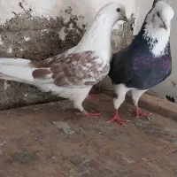 ۴تا کفتر تهرانی فقلاده