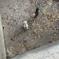 سگ سراب|سگ|قزوین, |دیوار