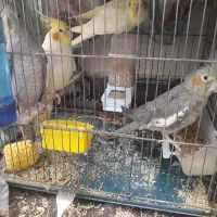 عروس هلندی مولد و نرو ماده|پرنده|قدس, شهر‌قدس|دیوار