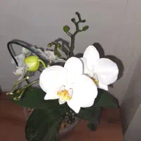ارکیده