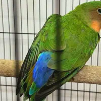 طوطی برزیلی کوتوله برزیلی|پرنده|صومعه‌سرا, |دیوار