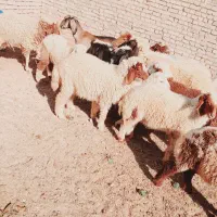 بره گوسفند|حیوانات مزرعه|اهواز, گلدشت|دیوار
