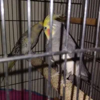 عروس هلندی جفت|پرنده|قم, ولیعصر|دیوار