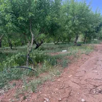 باغ بادام شوراب صغیر منطقه پل زمانخان|فروش دفتر صنعتی، کشاورزی، تجاری|سامان, |دیوار