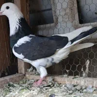 کبوتر تهرانی ساعت سنگین گمشده