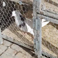 لامل سرخ|حیوانات|کرمانشاه, |دیوار