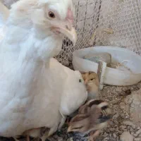 مرغ وخروس گلین طاقچه ومرغ باجوجهاش