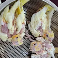جوجه عروس هلندی لوتینو زعفرانی چشم فالو