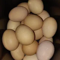 تخم مرغ محلی.