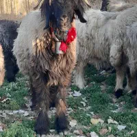 بره میش قوچ|حیوانات مزرعه|فارسان, |دیوار