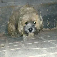 واگزاری فوری سگ پاپی