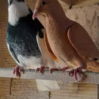 پرنده کبوتر