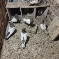 سرته ای هفتا|پرنده|ملایر, |دیوار