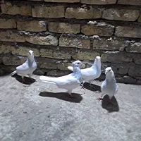 کفتر کبوتر