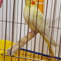 جوجه عروس هلندی