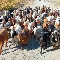 تعداد 100 عدد بزغاله فروشی|حیوانات مزرعه|ششطراز, |دیوار