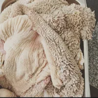 سیرابی گوساله ودنبالچه گوساله و پاچه پاک شده