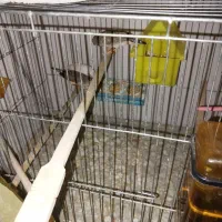 تعدادی فنچ نروماده زبرا  جهت فروش می باشد|پرنده|تهران, امیریه|دیوار