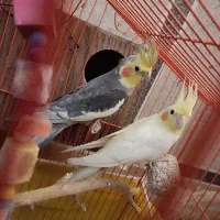 عروس هلندی بالغ و مرغ عشق رینبو