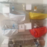 فروش عروس