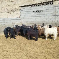 کهره ، بره ، بز