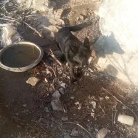 سگ شیتزو|سگ|نیشابور, کشتارگاه|دیوار