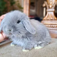 خرگوش های مینی لوپ نژادهای مختلف لوپی لوپ|موش و خرگوش|تهران, فرمانیه|دیوار