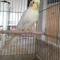 عروس هلندی نر