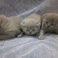 توله گربه اسکاتیش