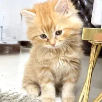 واگذاری گربه