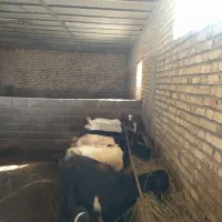 ده راس بز دو رگه فروشی