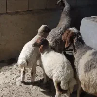 دو میش و دو بره