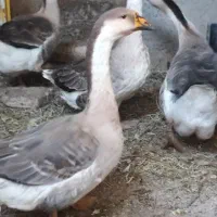 قوغاز اصیل بدون ناخالصی