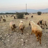 فروش 56 راس میش ترکی بختیاری  گوسفند داشتی ابستن|حیوانات مزرعه|جره و بالاده, |دیوار