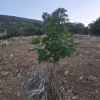 باغ|فروش زمین و ملک کلنگی|نورآباد ممسنی, |دیوار