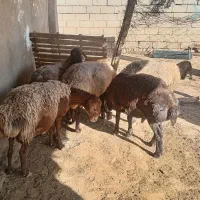 میش|حیوانات مزرعه|سبزوار, قصبه شرقی|دیوار
