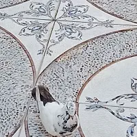 کبوتر دنبی|پرنده|شادگان, |دیوار