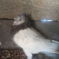 کبوتر کله ای|پرنده|لردگان, |دیوار