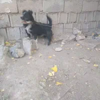 سگ پاپی  فروشی   قیمت توافقی.