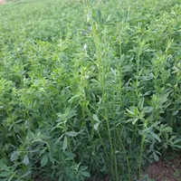 یونجه پرس با آب چشمه  خشک
